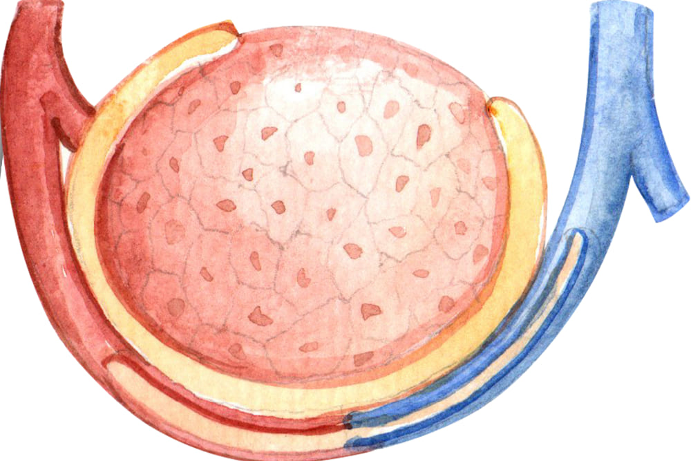 Epididimitis (Orquiepididimitis) en zona metropolitana de Guadalajara : Inflamación testicular aguda y crónica, diagnóstico y tratamiento